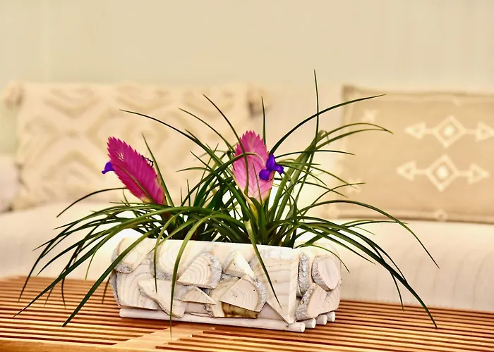 Melia Casa