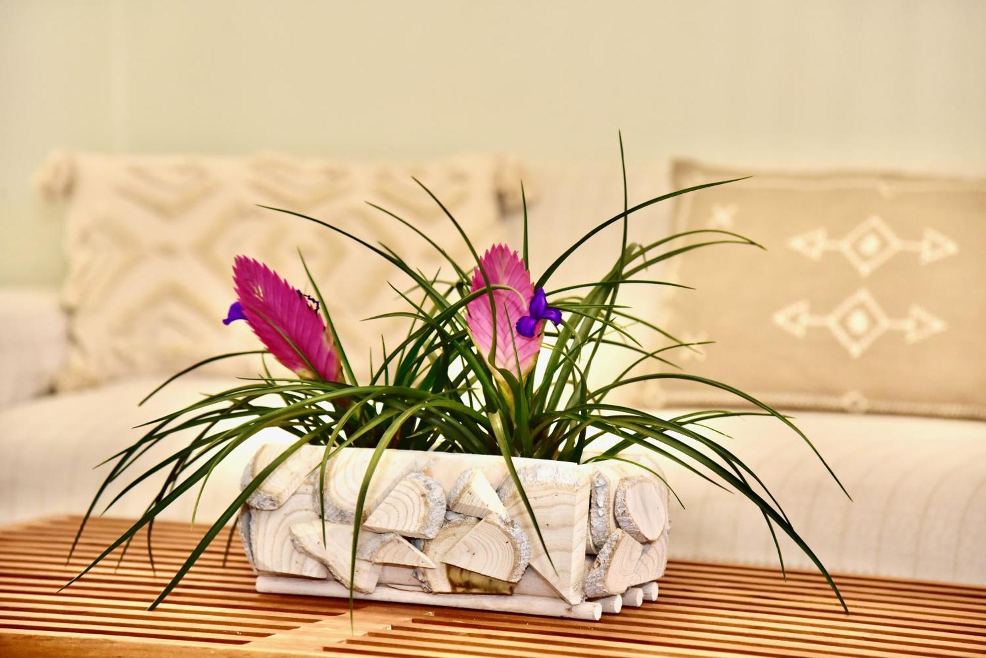 Melia Casa
